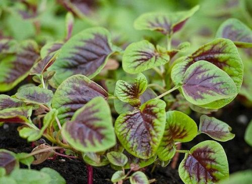 Sayur Bobor Amaranth