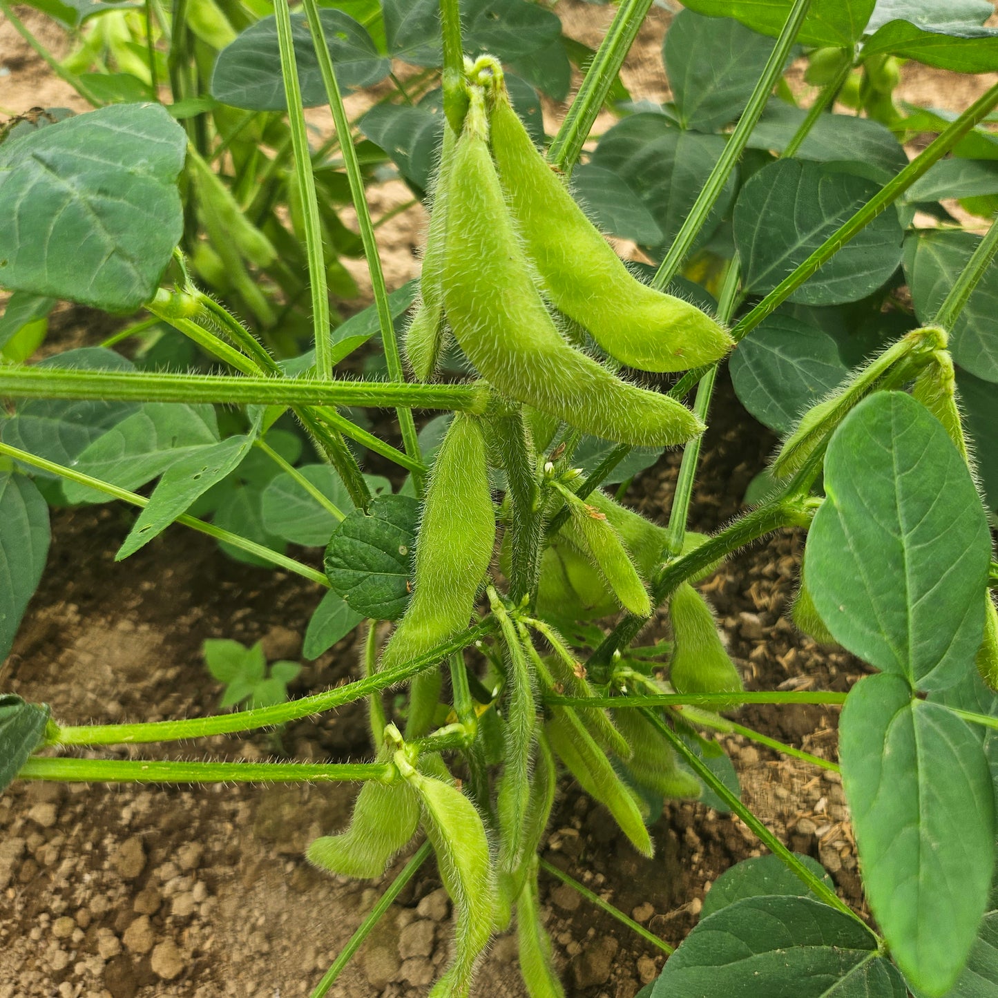 Edamame - 250 g
