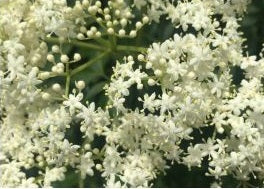 Elderflower, edible flower