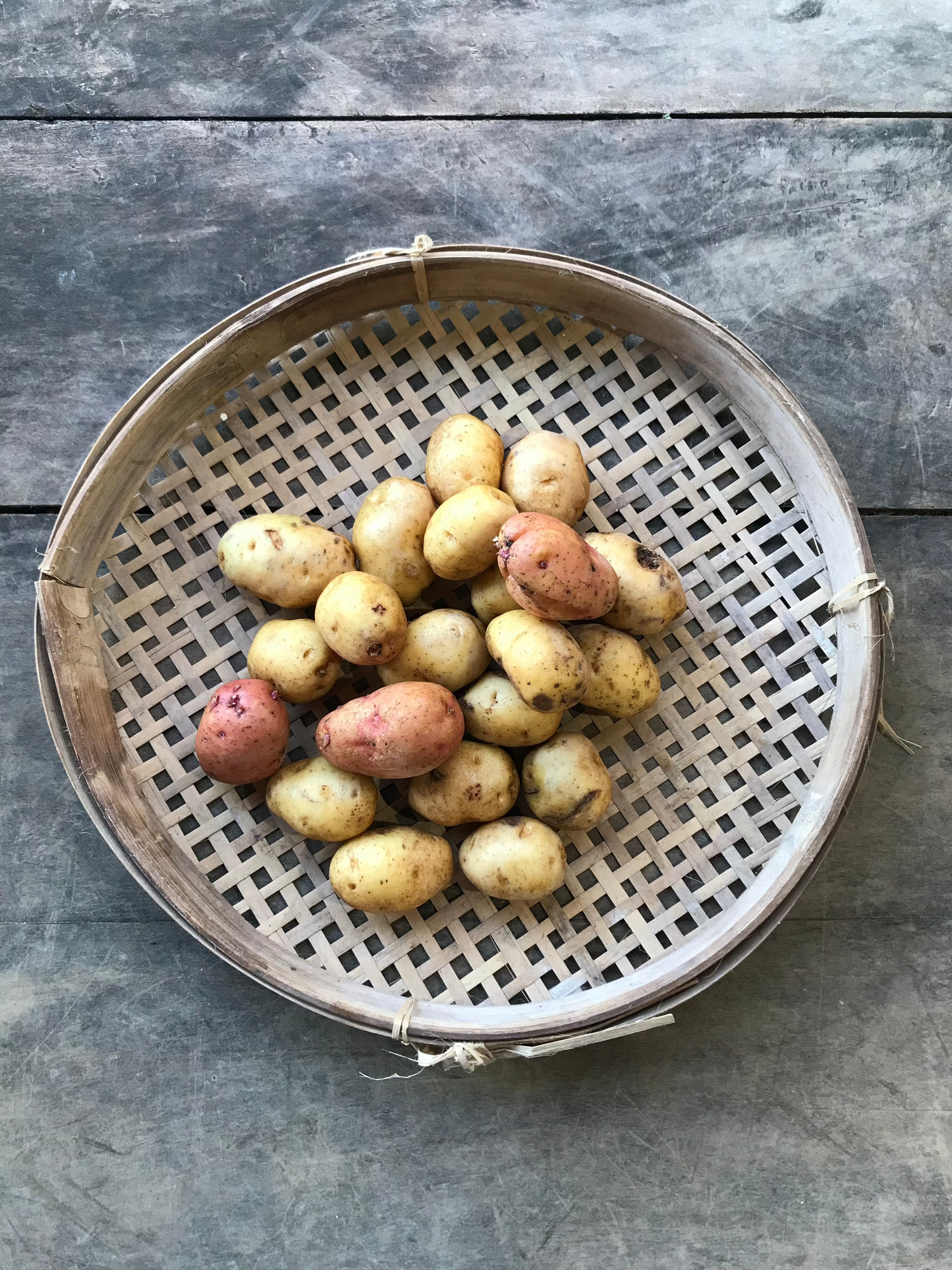 Potato - Red - Désirée