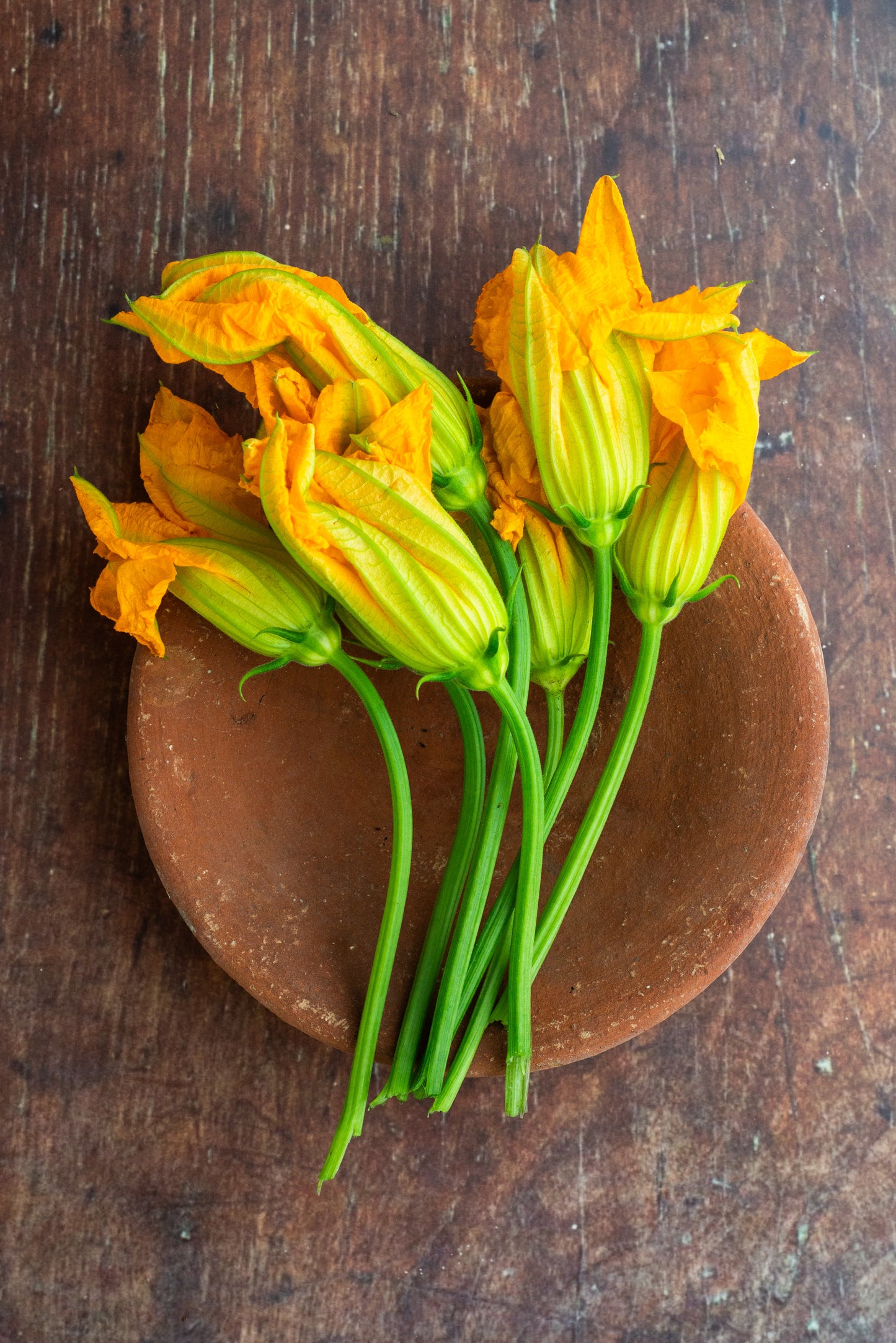 Zucchini - Pumpkin - Male Flower
