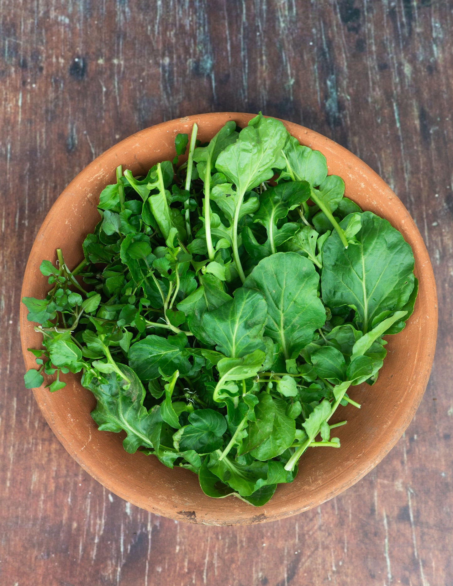 Cress, Trio (w/ Barbarea verna or Lepidium sativum)