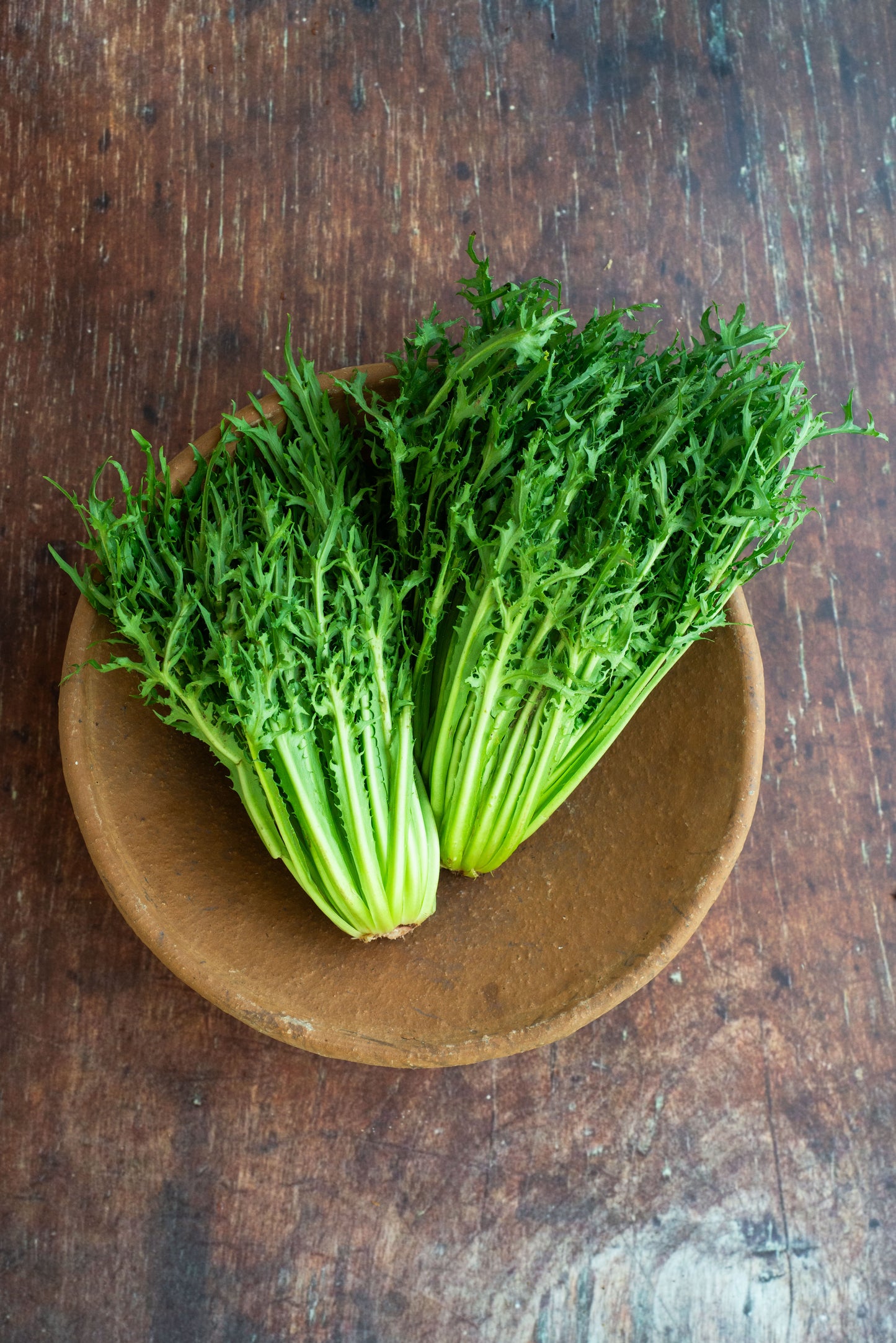 Chicory - Frisée - Très Fine