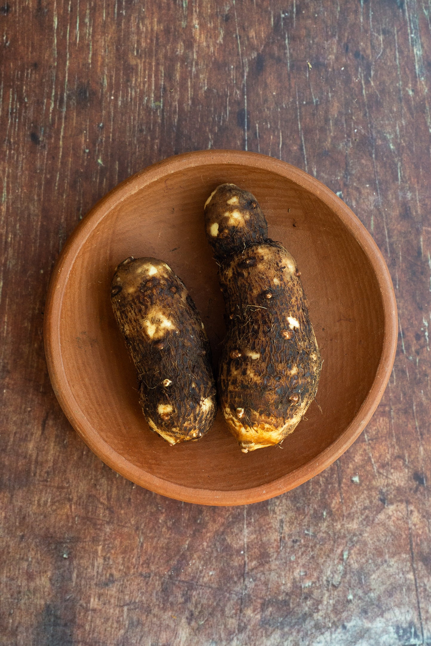 Cassava - Yucca Roots