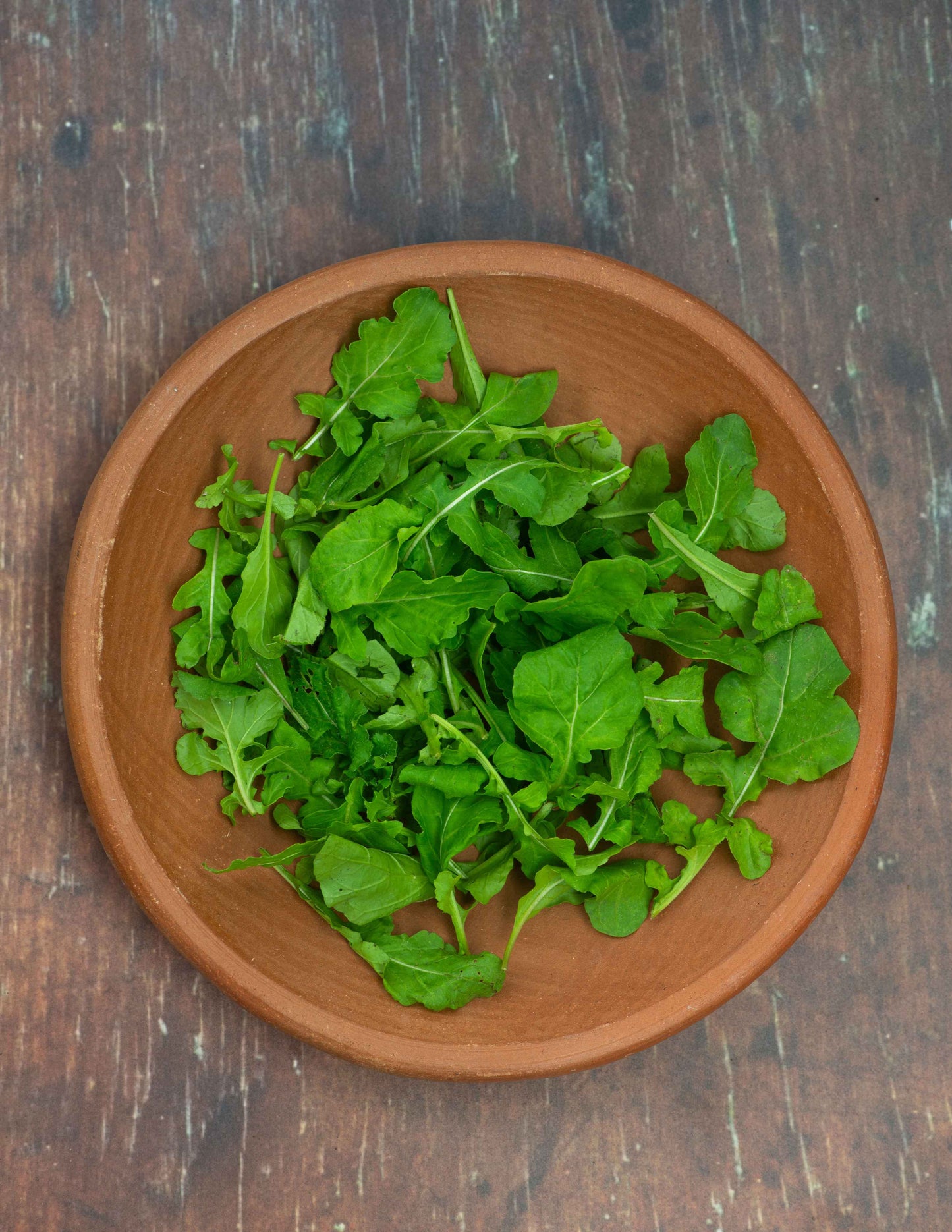 Arugula - Roquette Standard