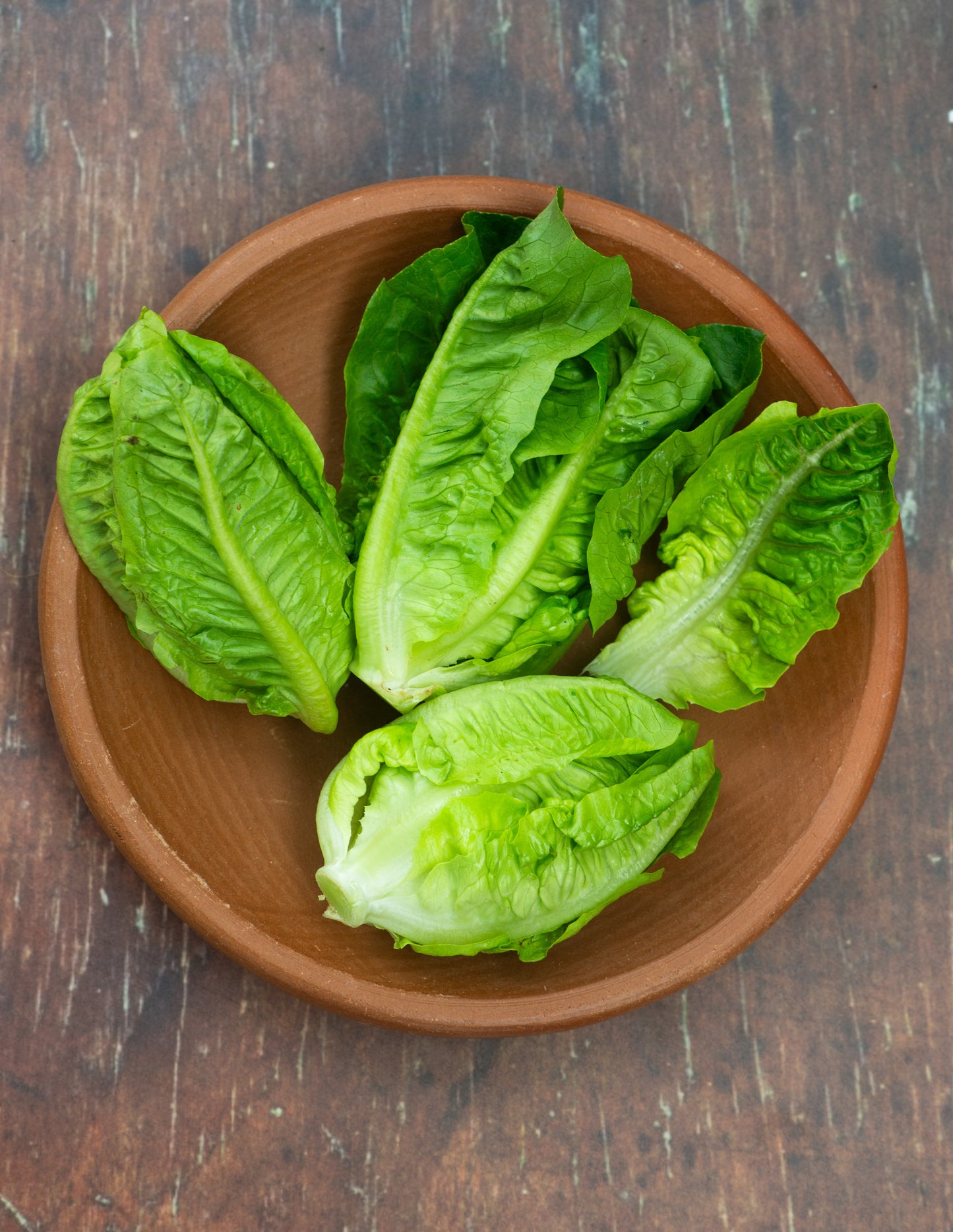 Lettuce - Romaine - Baby