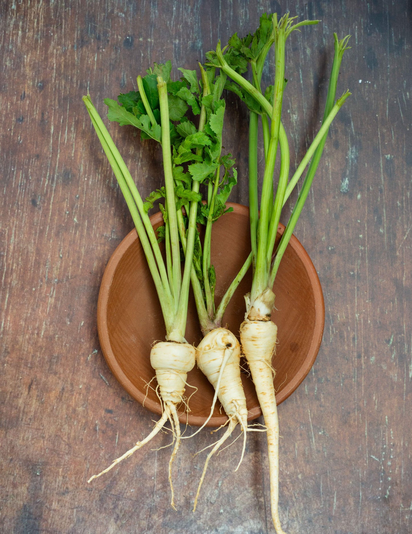 Parsnip