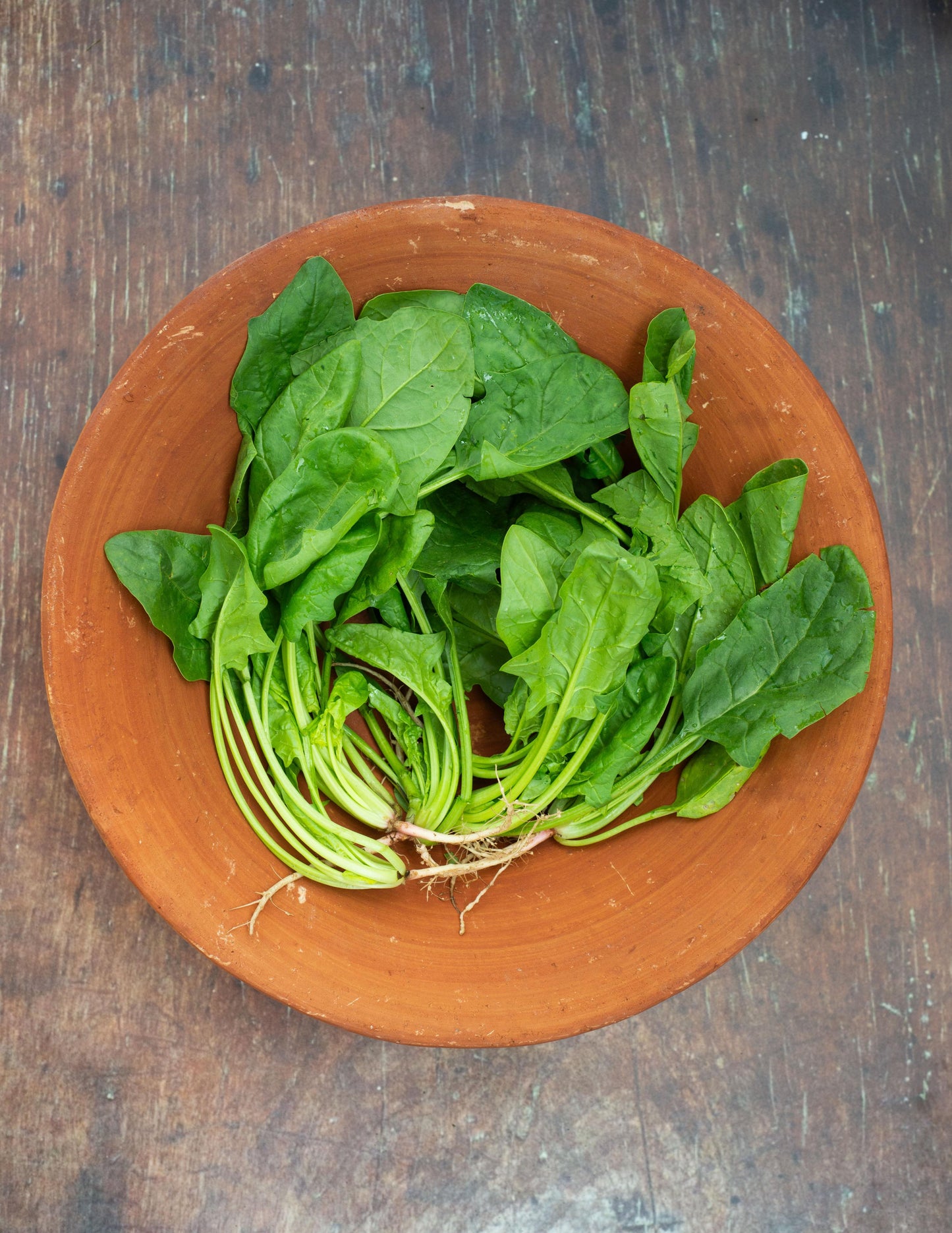 Spinach, English - Bunch