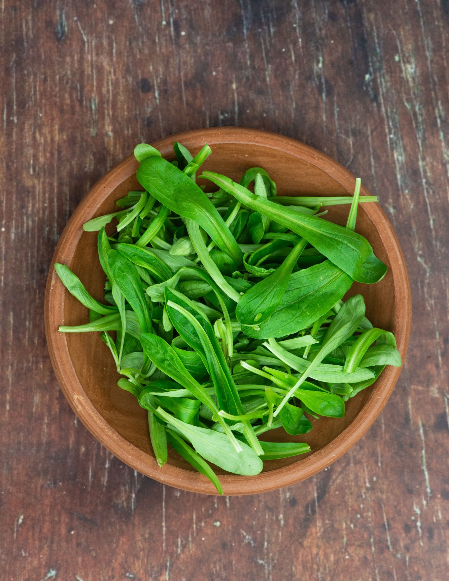 Lettuce, Mache (Corn Salad)