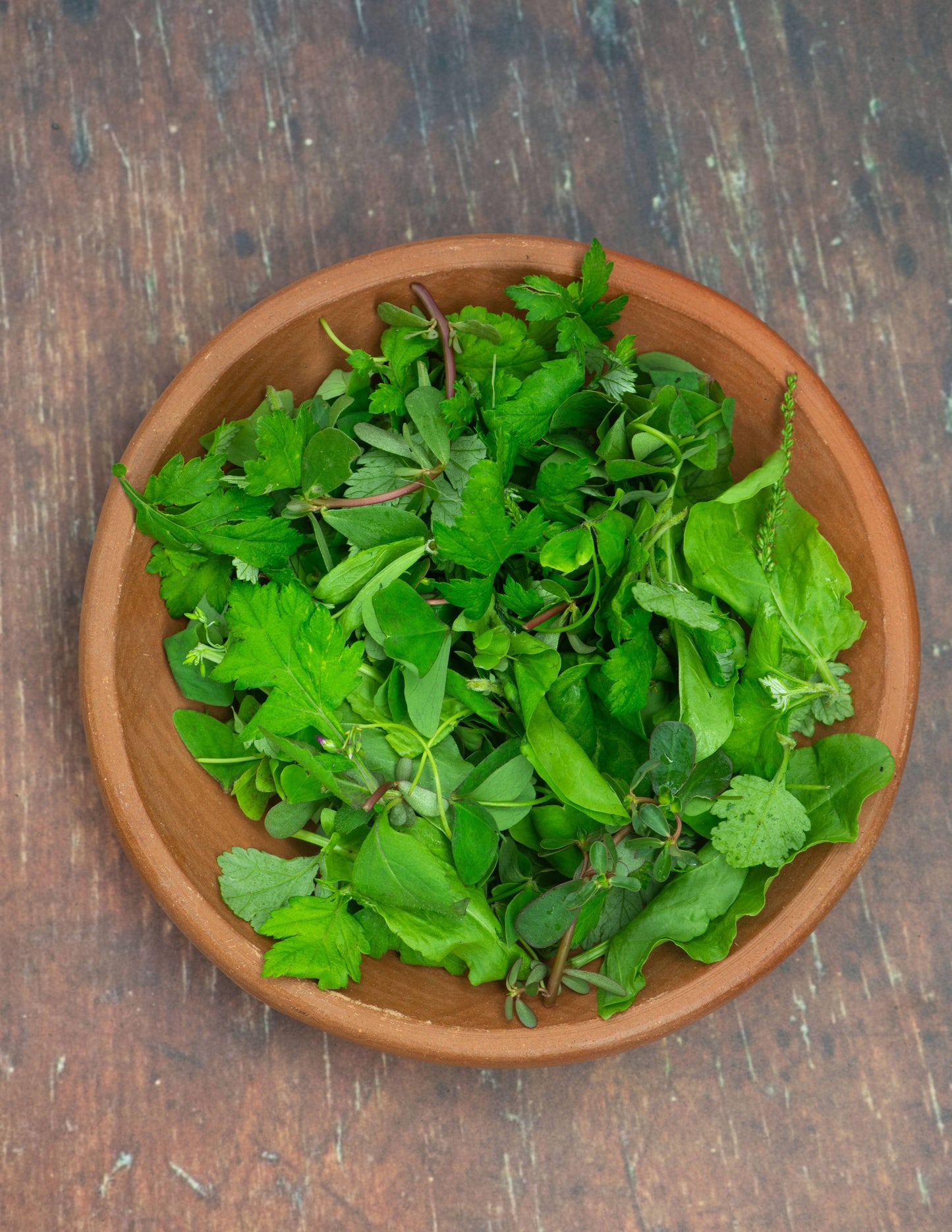 Salad, WILD
