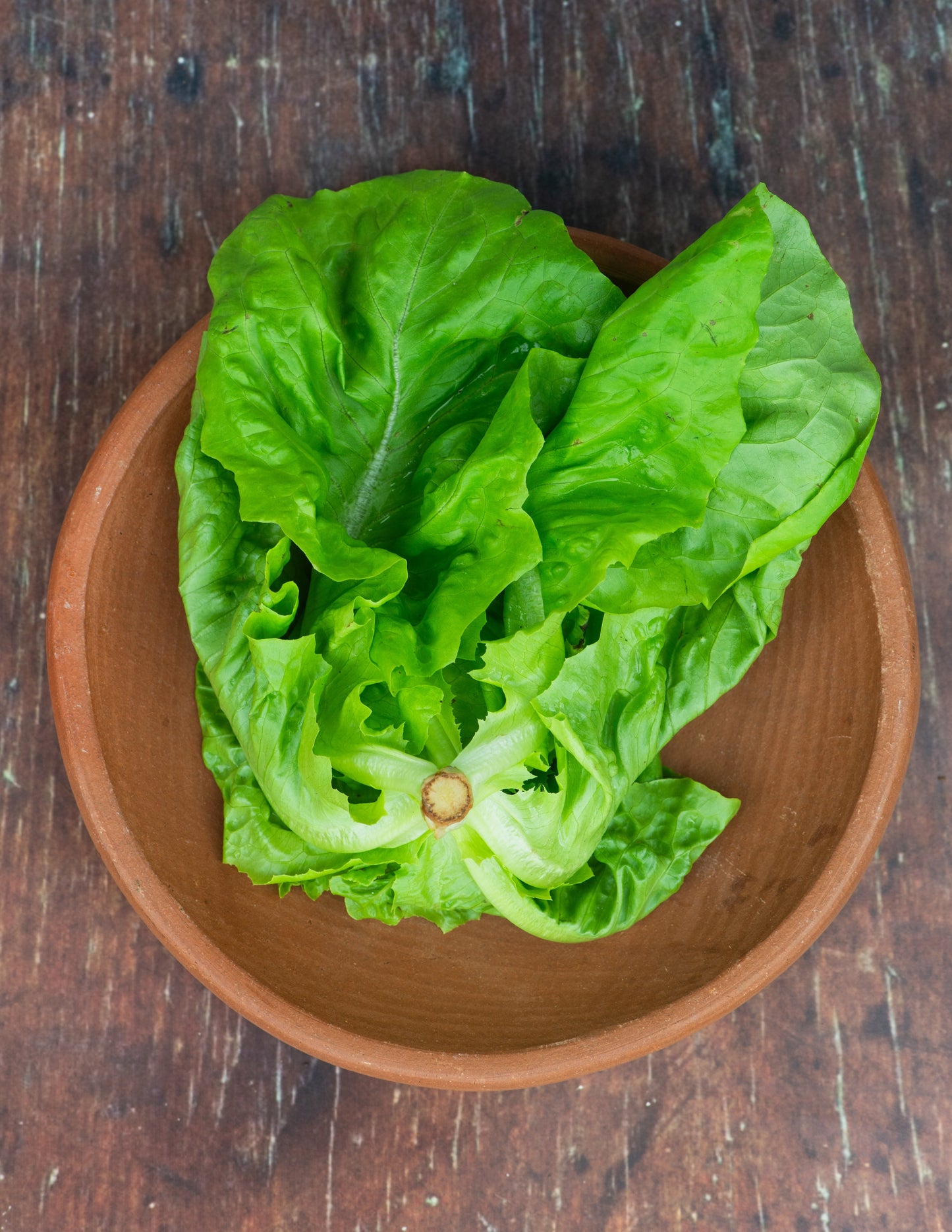 Lettuce, Butterhead (Boston Type)