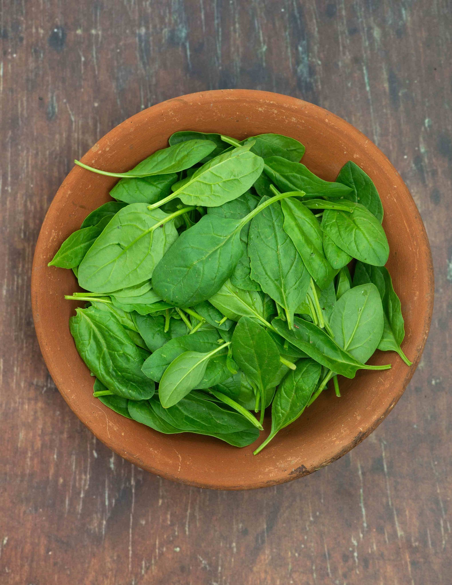 Spinach, English Baby