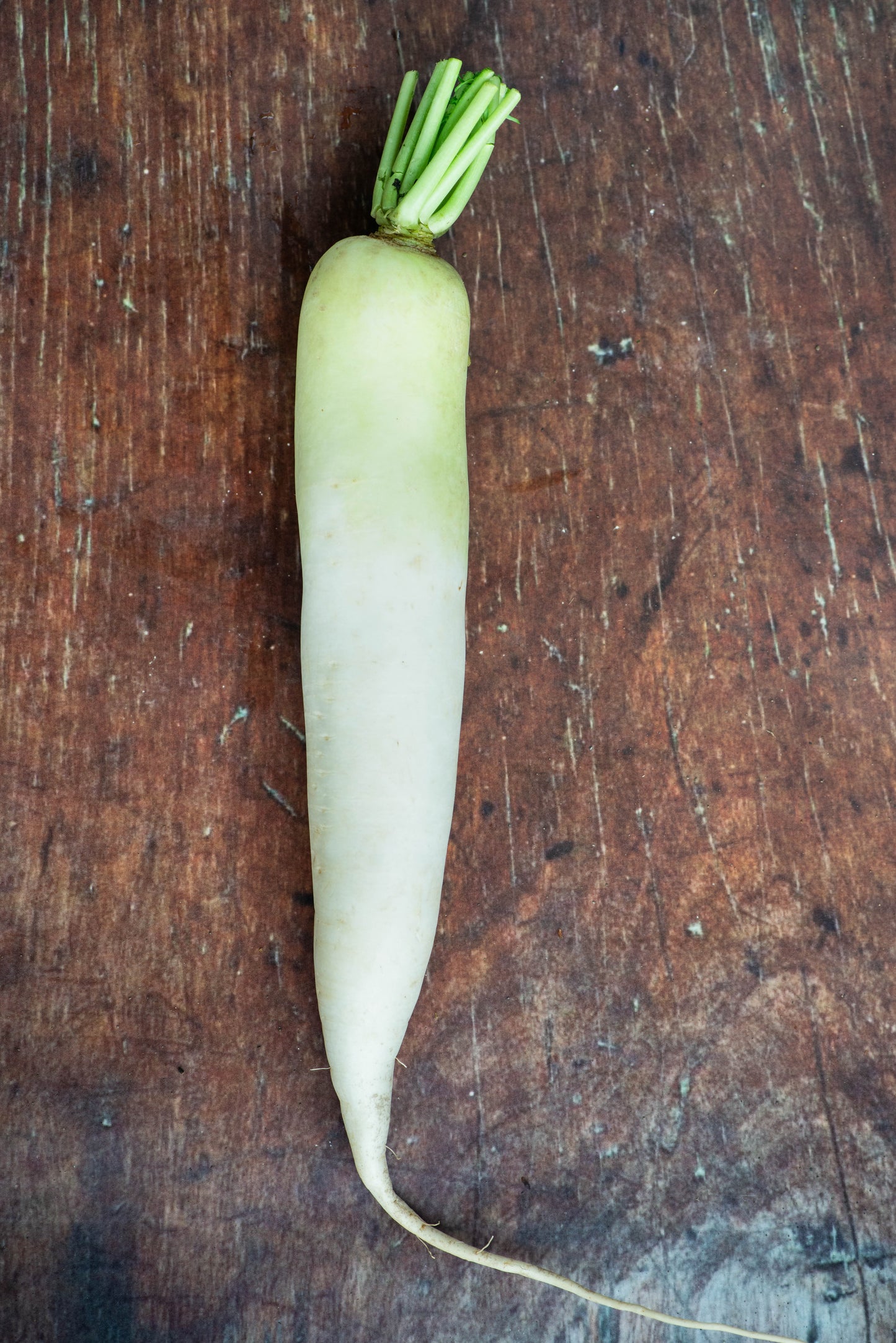 Radish, White / Daikon
