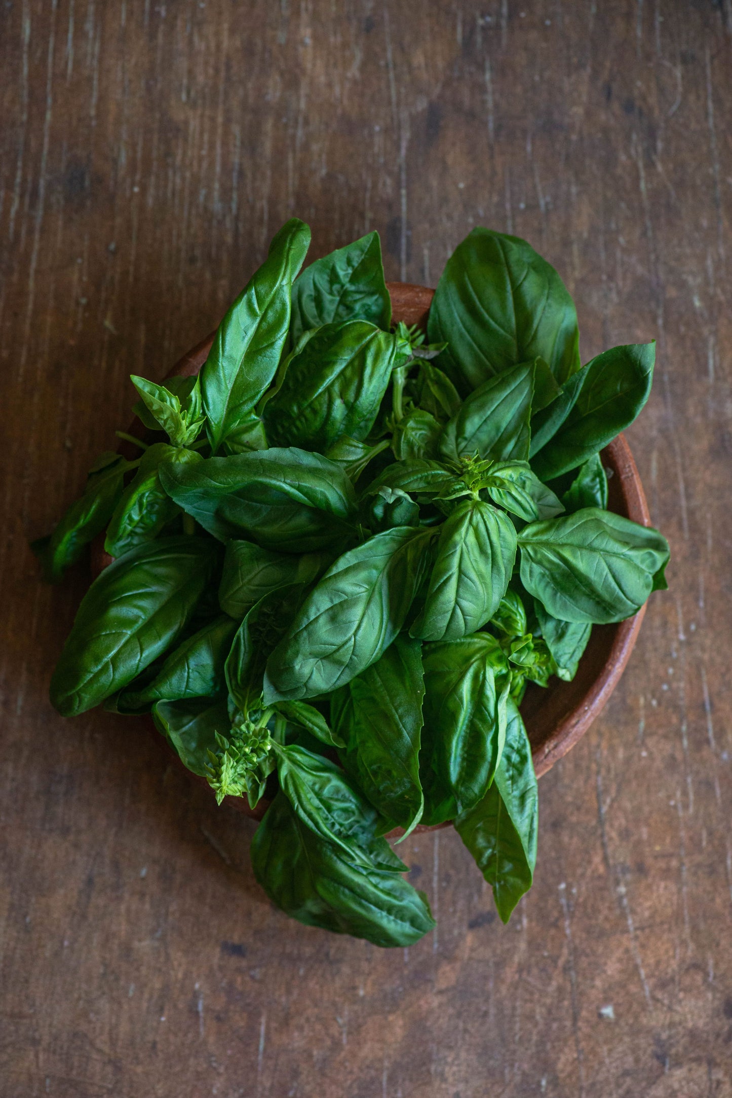 Basil - Sweet Italian