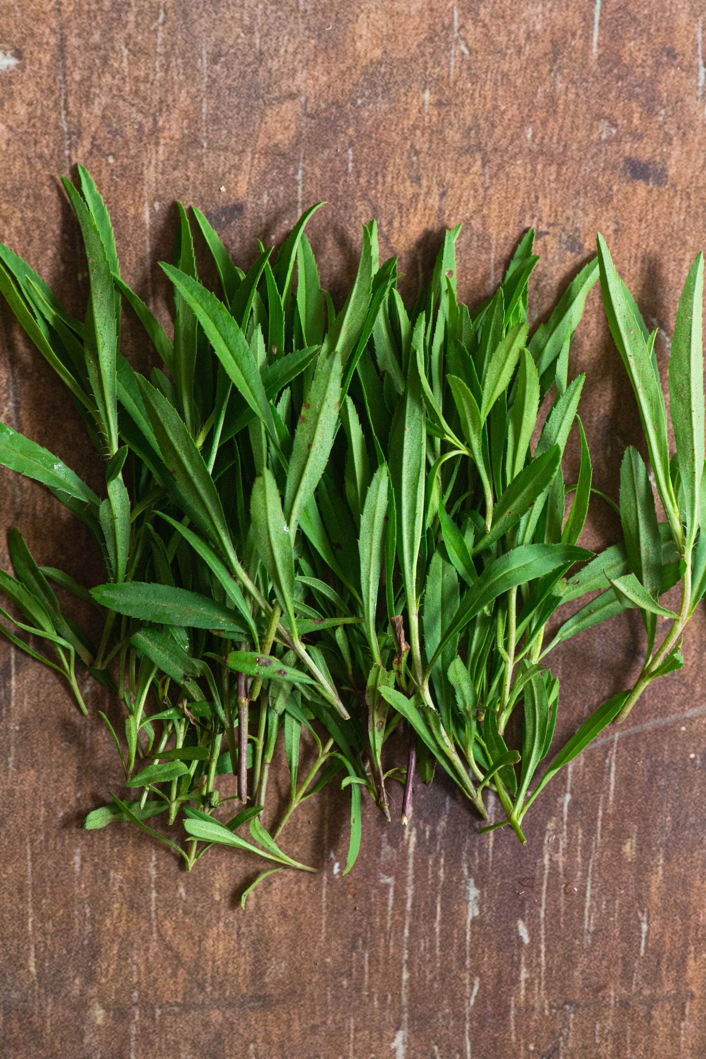 Tarragon, Mexican