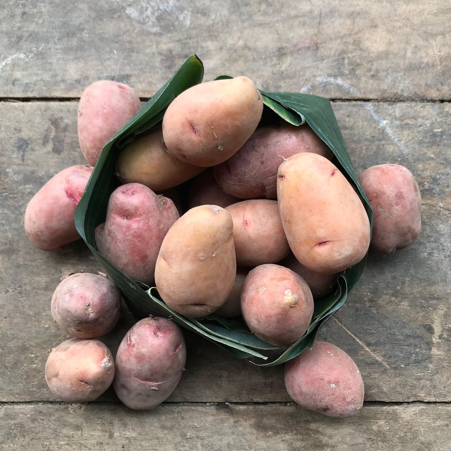 Potato, Red