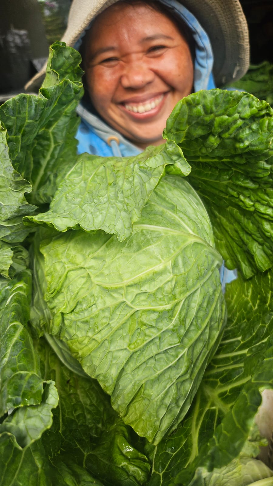 Cabbage, Savoy