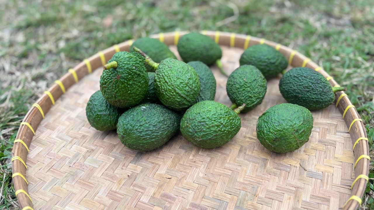 Avocado - Hass