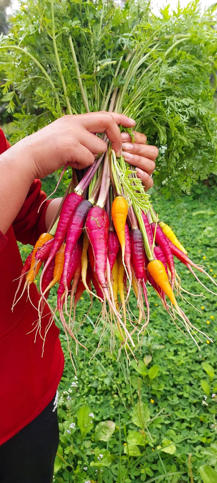 Carrot - Heirloom Specialities