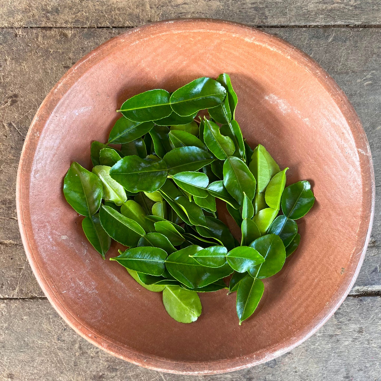 Kaffir Lime - Leaves