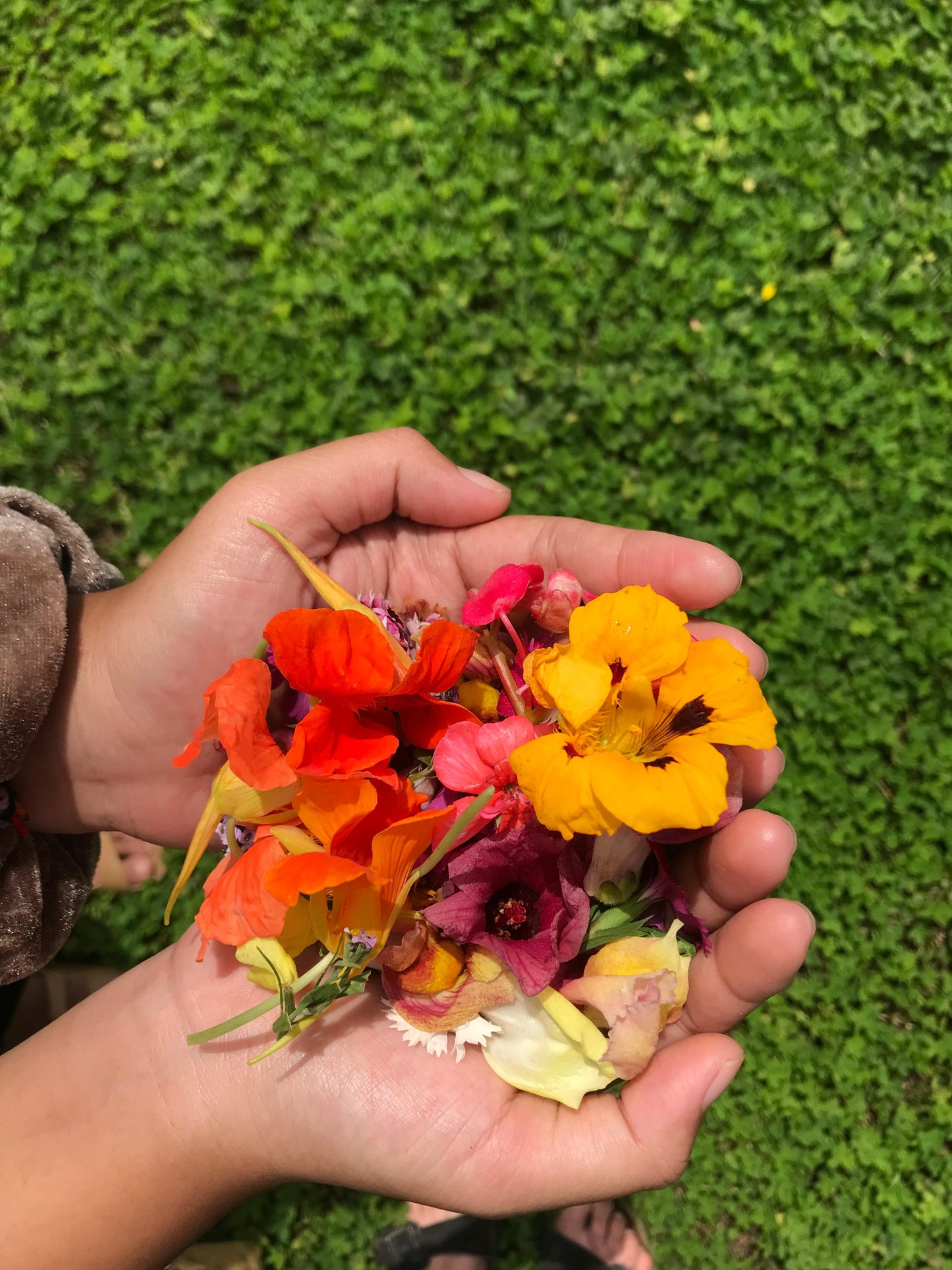 Edible Flowers - Mix Seasonal Blooms