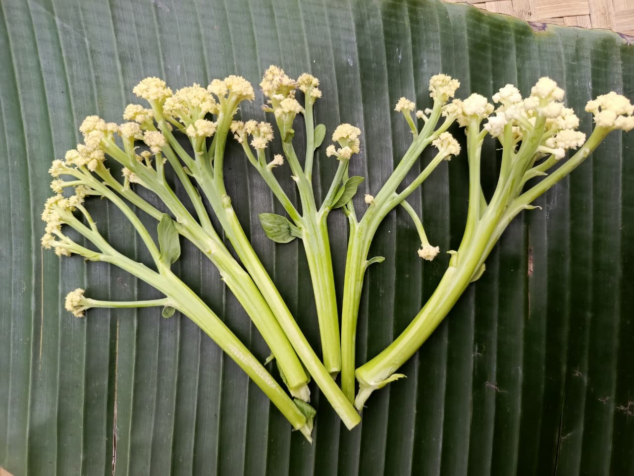 Cauliflower, Sprouting - Caulilini