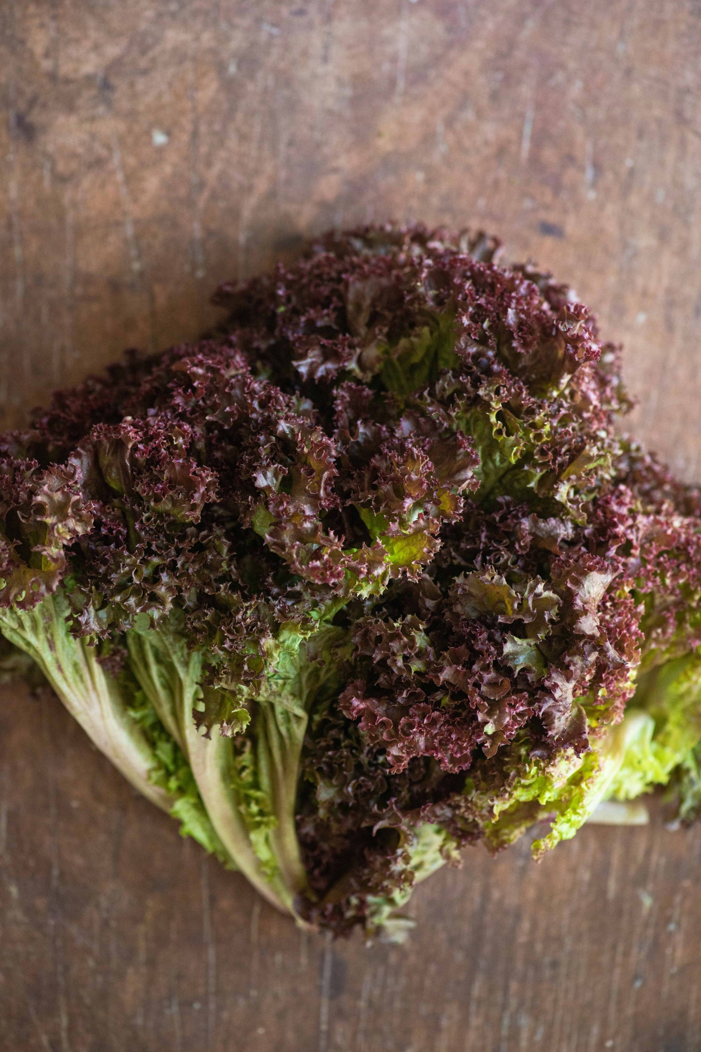 Lettuce - Lollo Rosa - Frilled Red Leaf