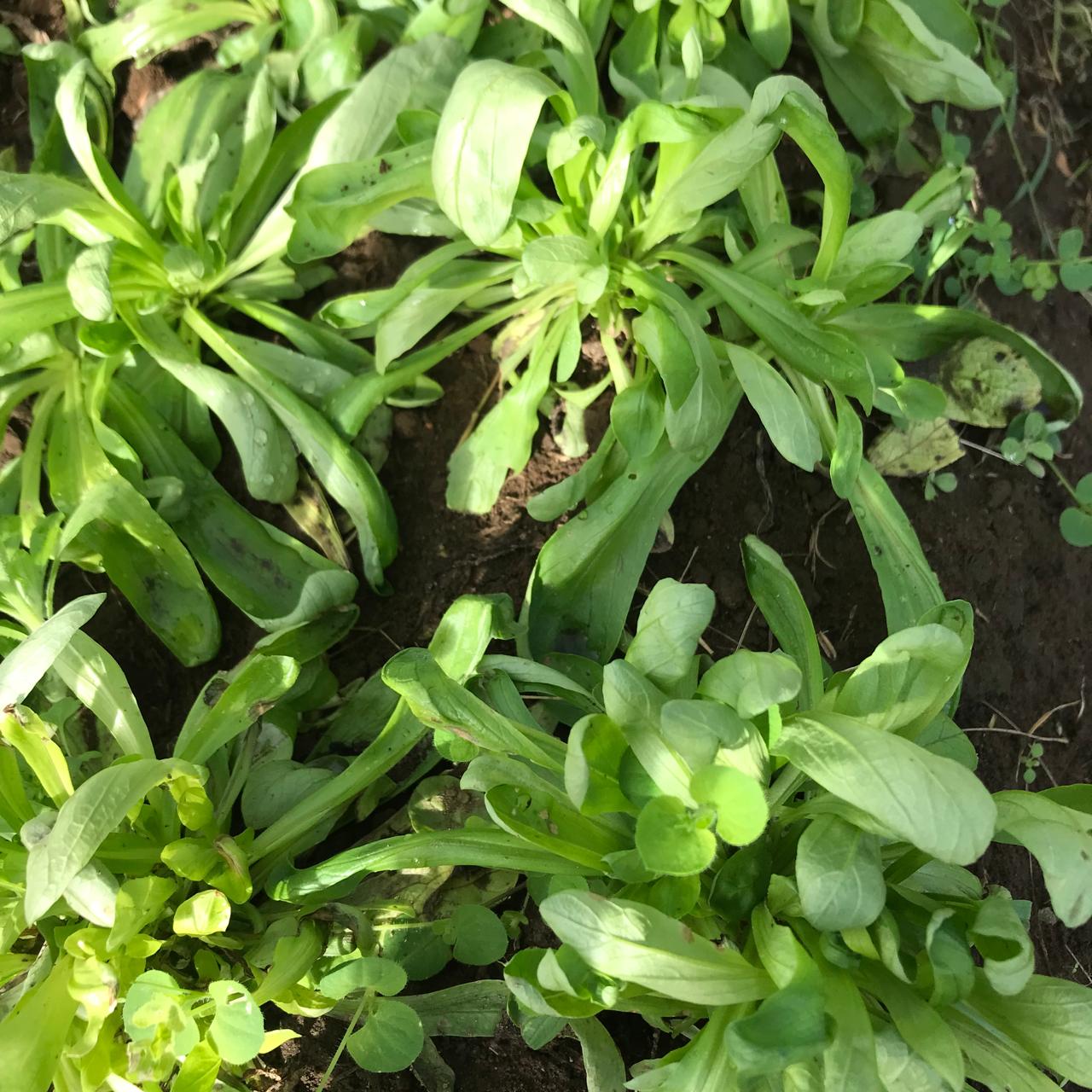 Lettuce, Mache (Corn Salad)