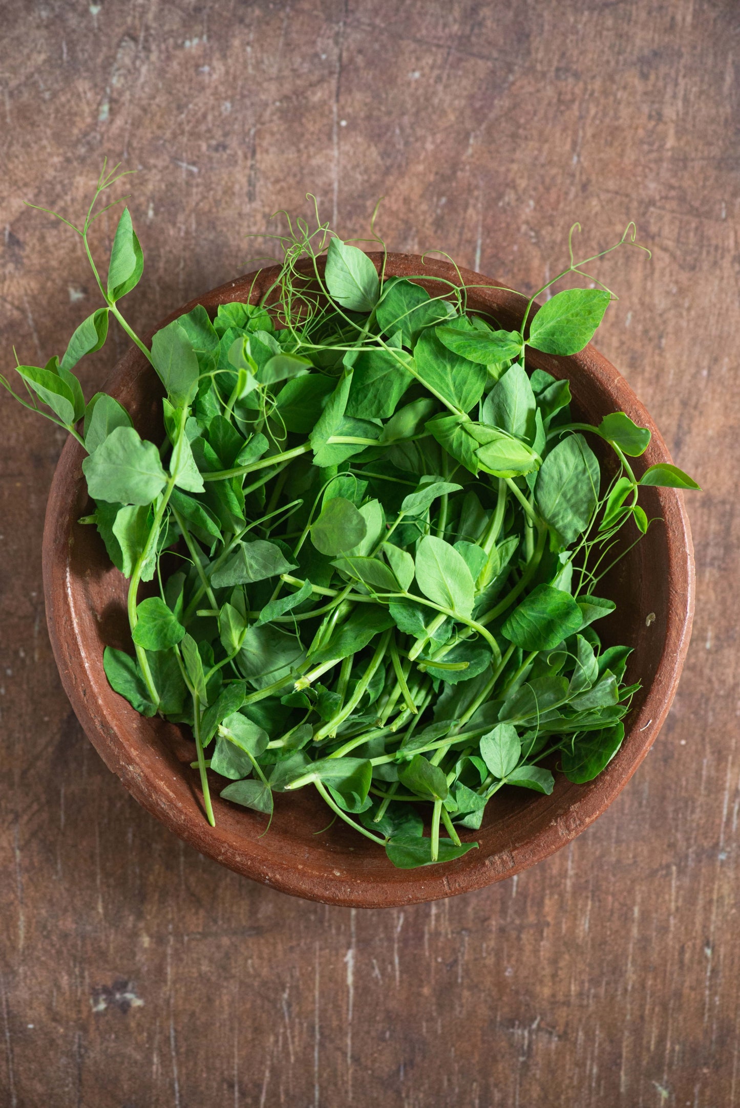 Snowpea Shoot - Tendrils