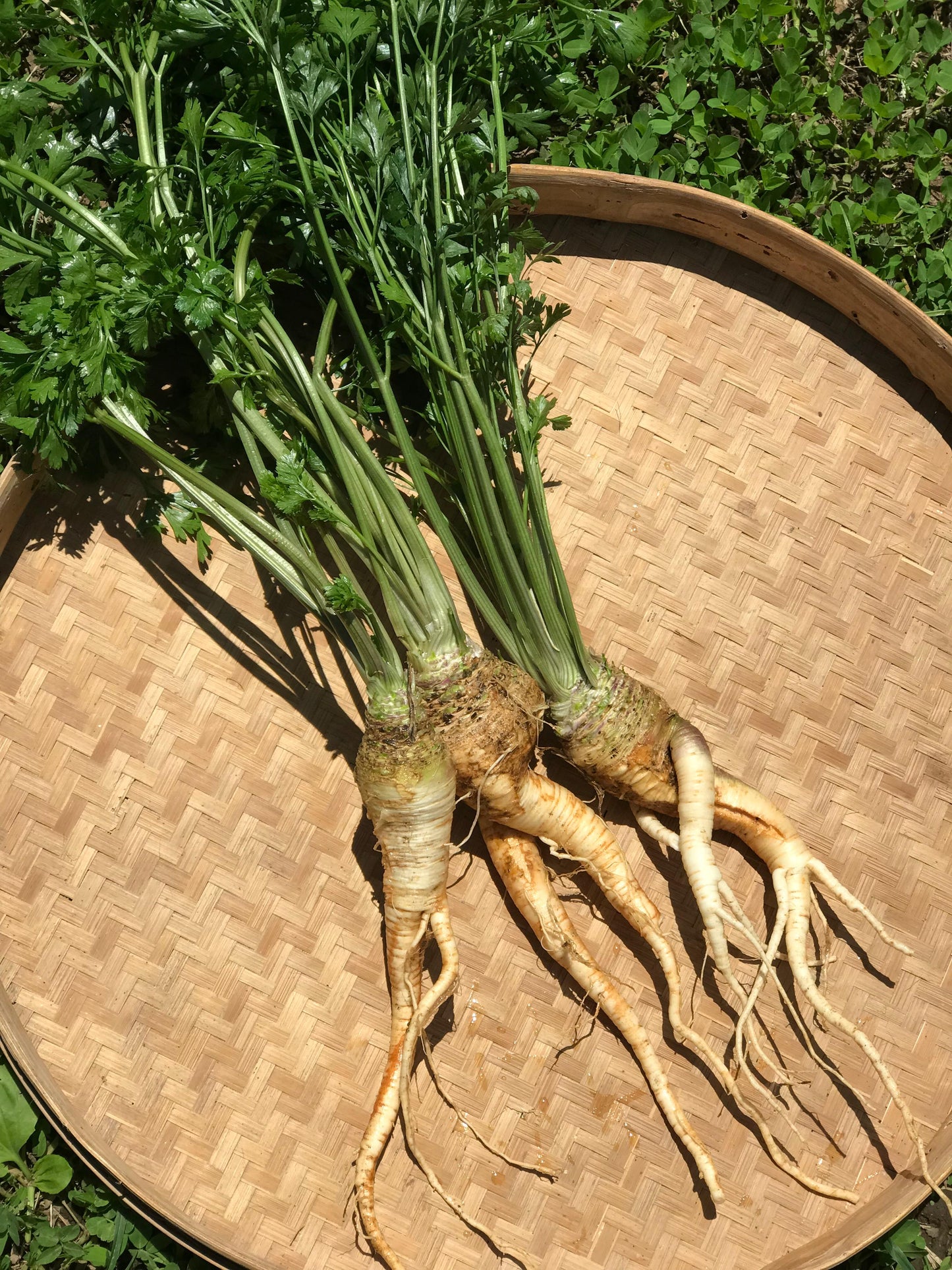 Parsley Root