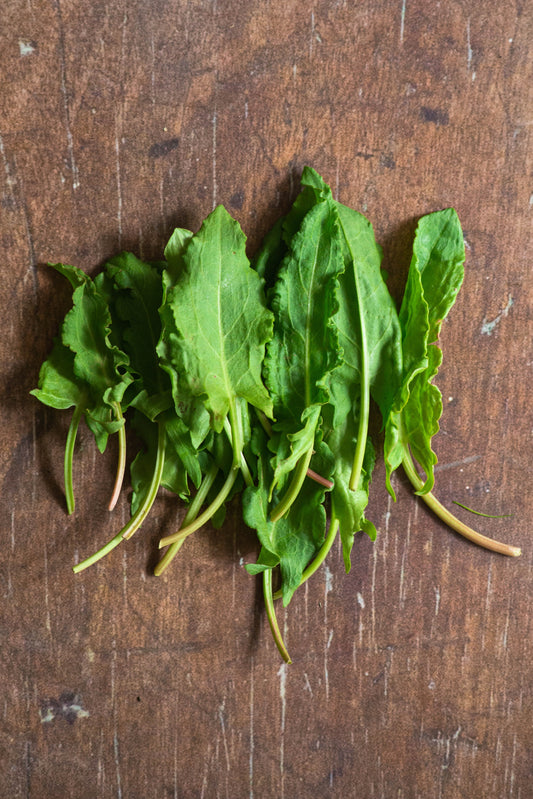 Sorrel, French Sour Leaf