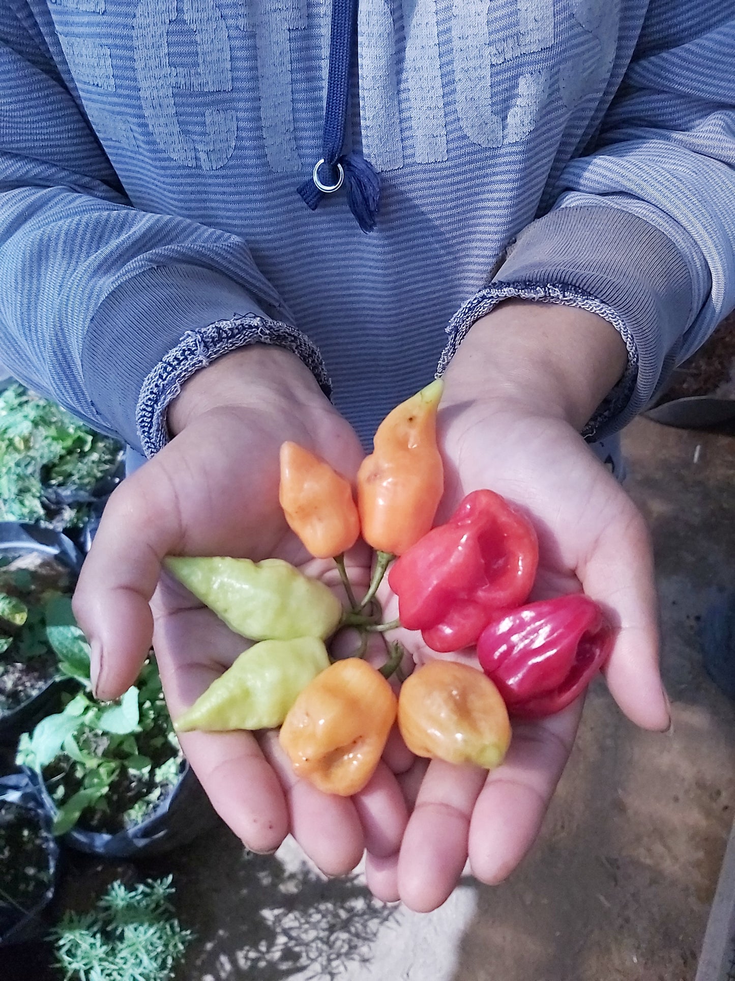 Chili, Mix of Peppers