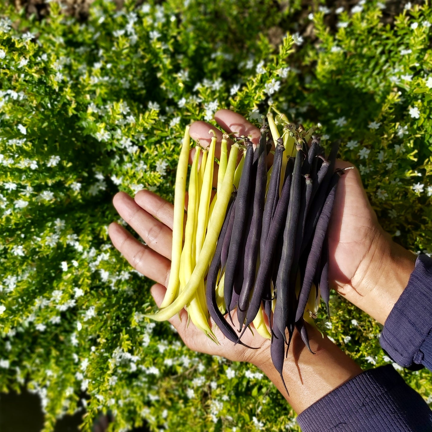 Beans - Dwarf French - Yellow