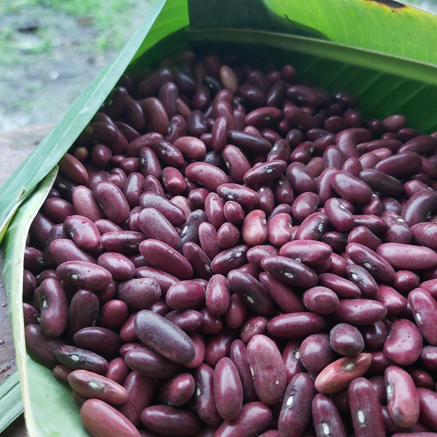 Shelling Beans - Red Kidney
