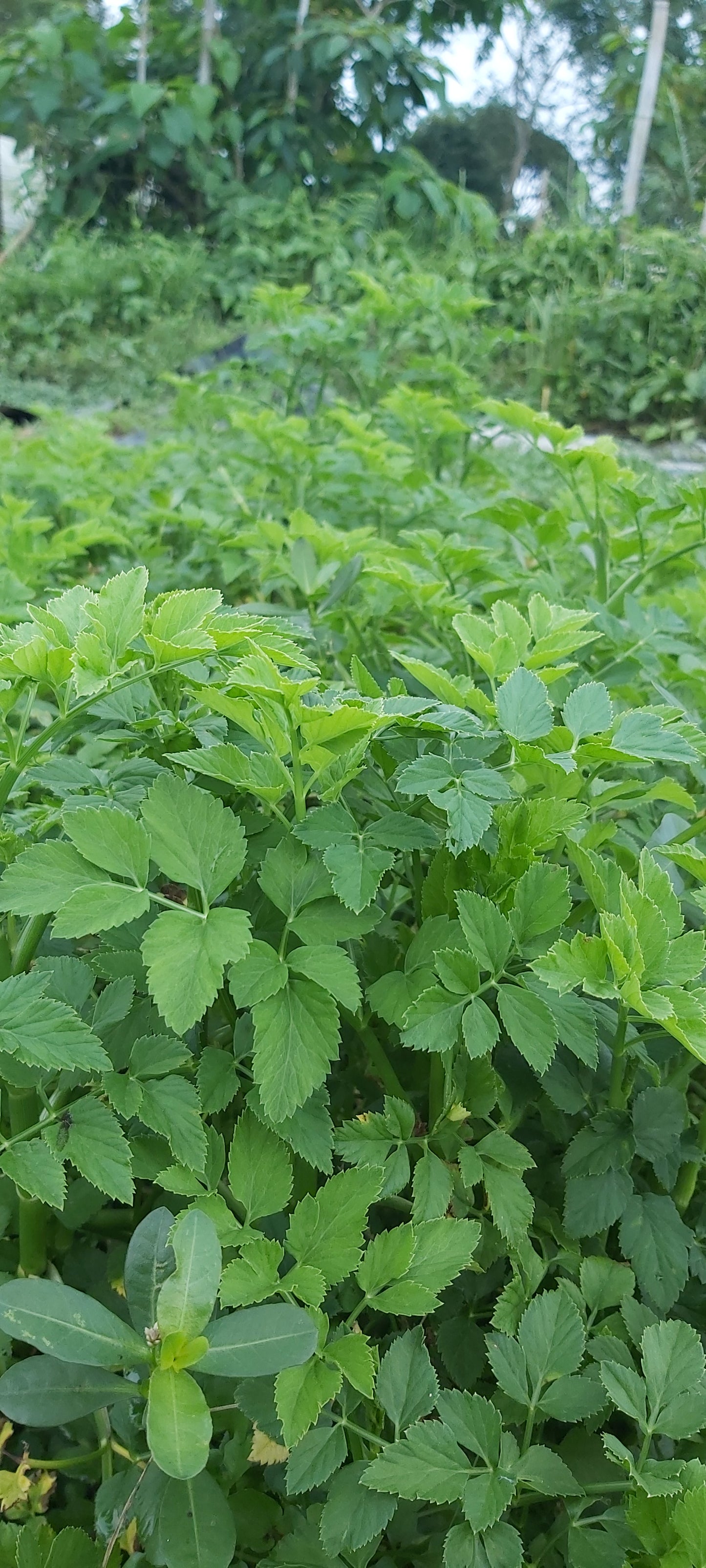 Minari, Java Waterdropwort