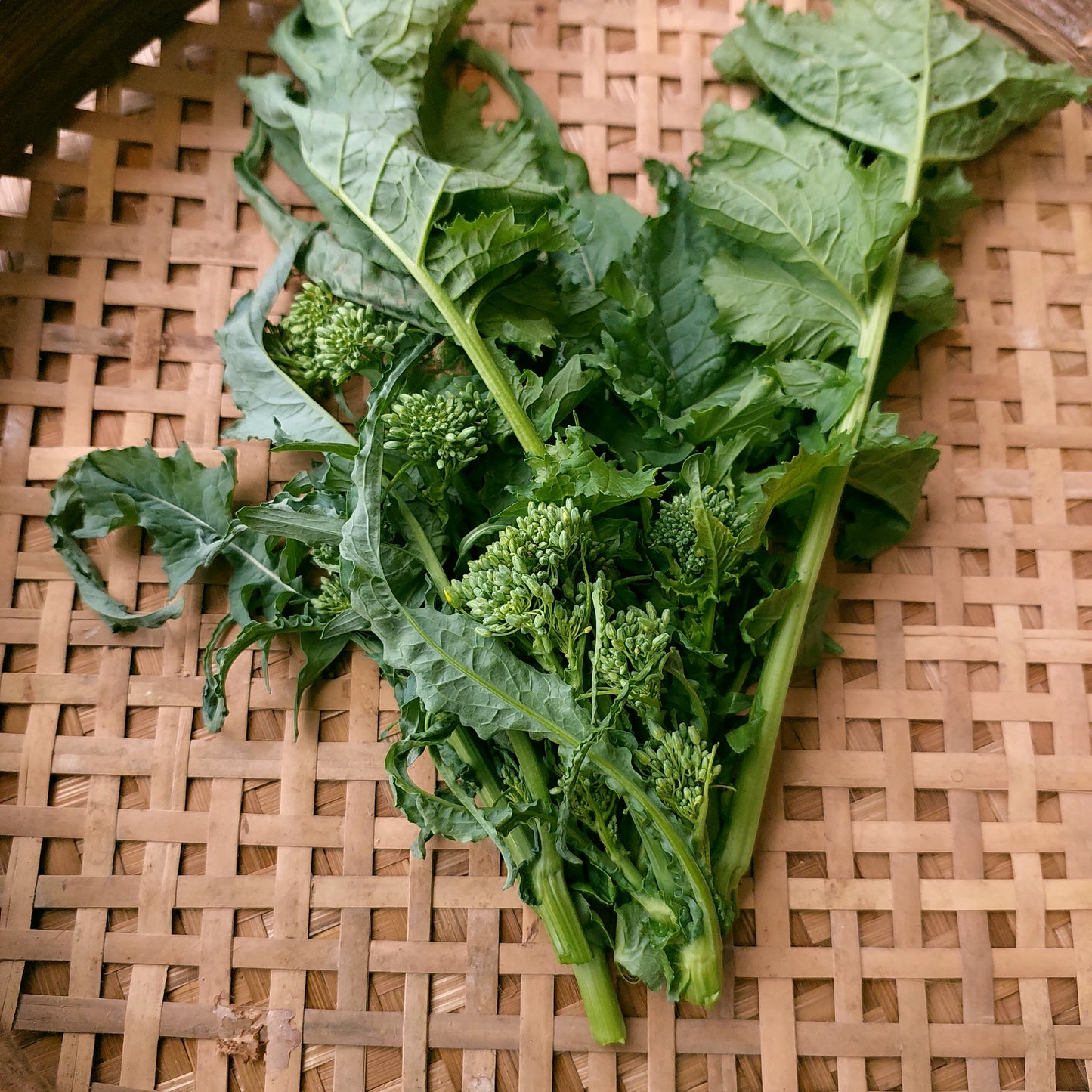 Broccoli - Rapini