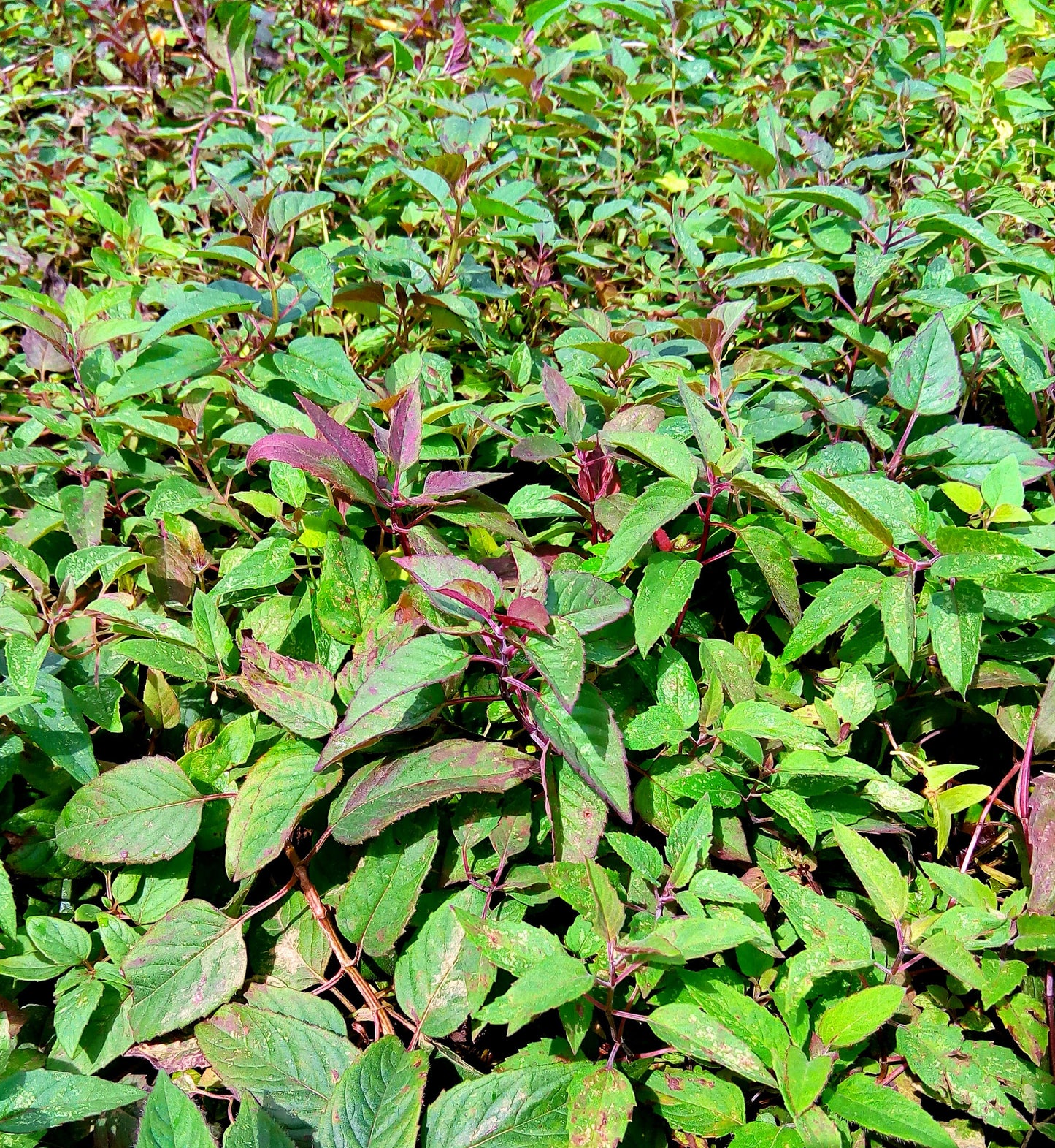 Bee Balm / Wild Bergamot