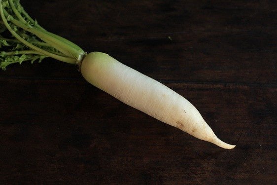 Radish, White / Daikon