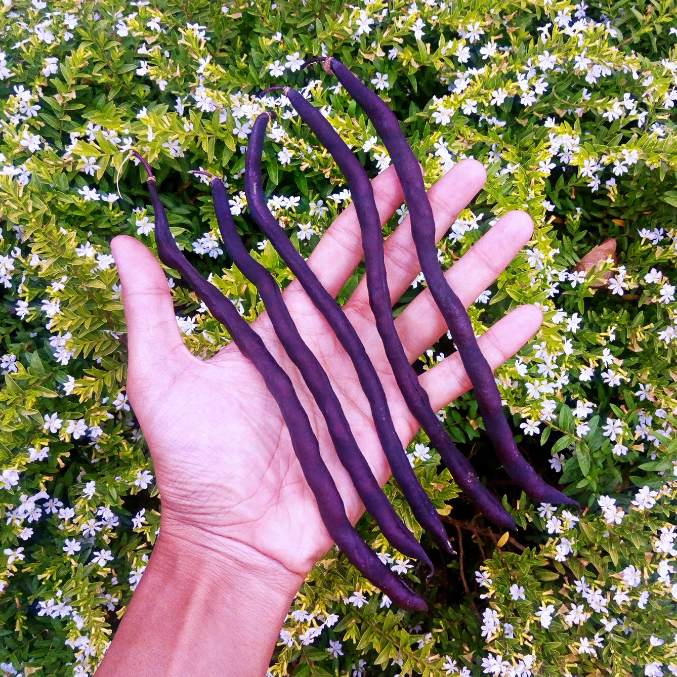 Beans - Dwarf French - Purple