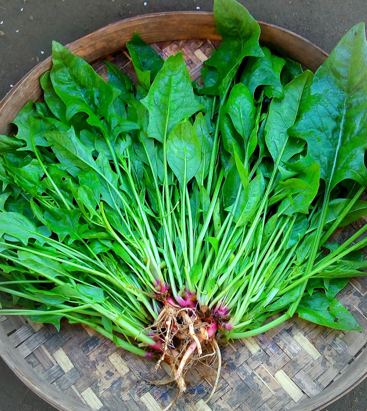 Spinach - Japanese Horenzo