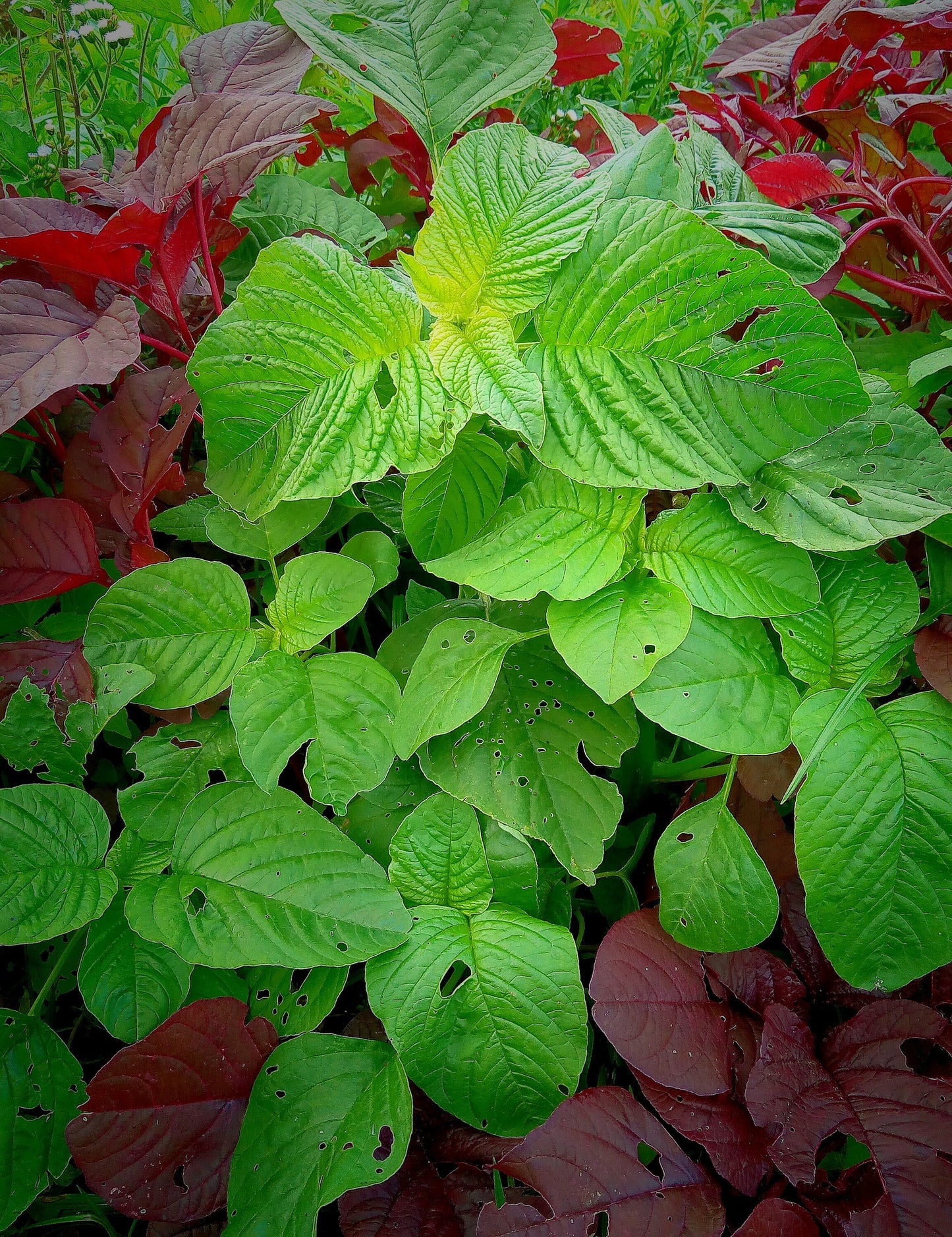 Spinach - Local Bayam Hijau, Green Amaranth Leaves