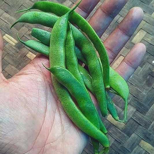 Green Bean, Green Bush