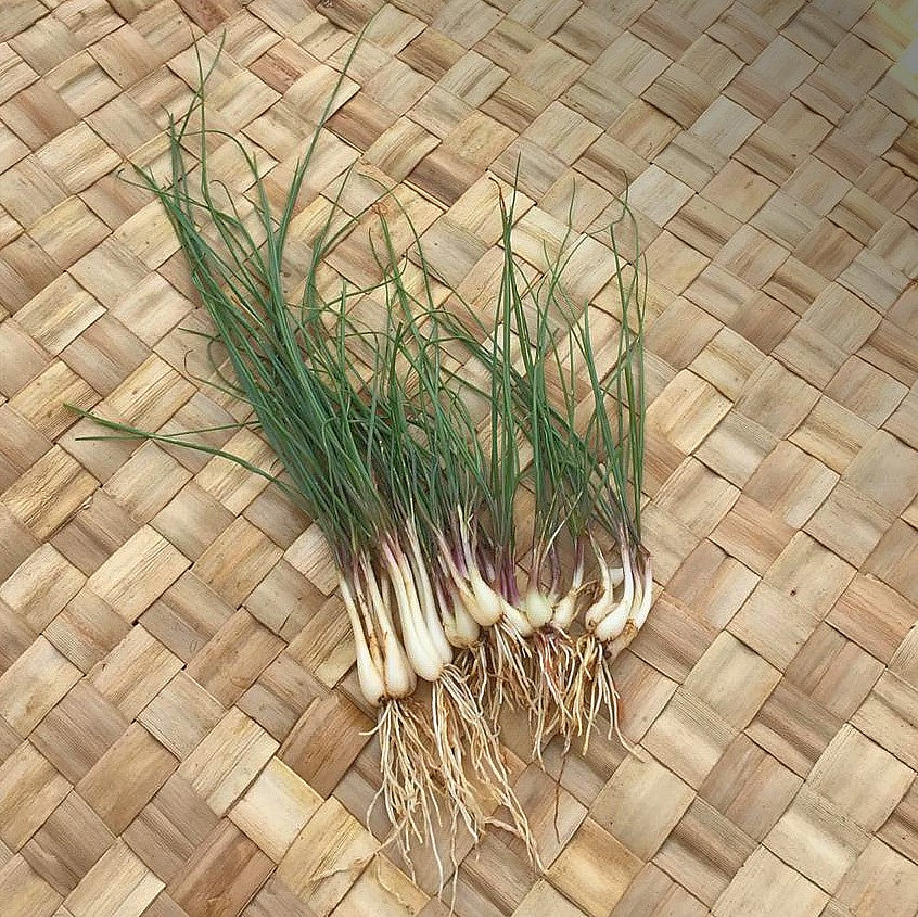 Chives, Glittering/ Lokio / Japanese Scallion