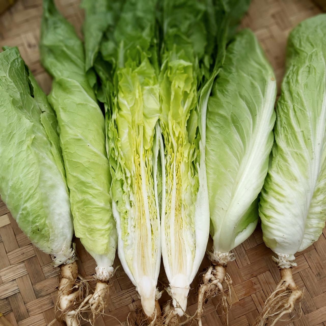 Endive, Sugarloaf