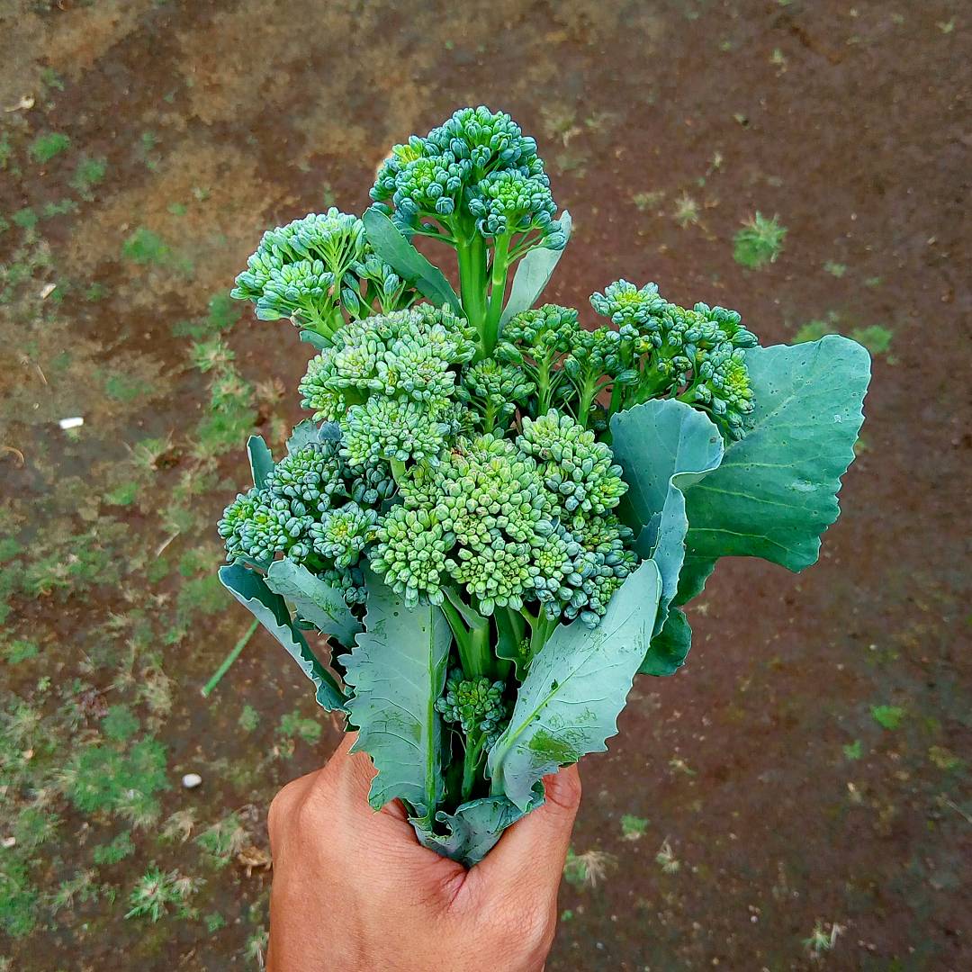 Broccolini