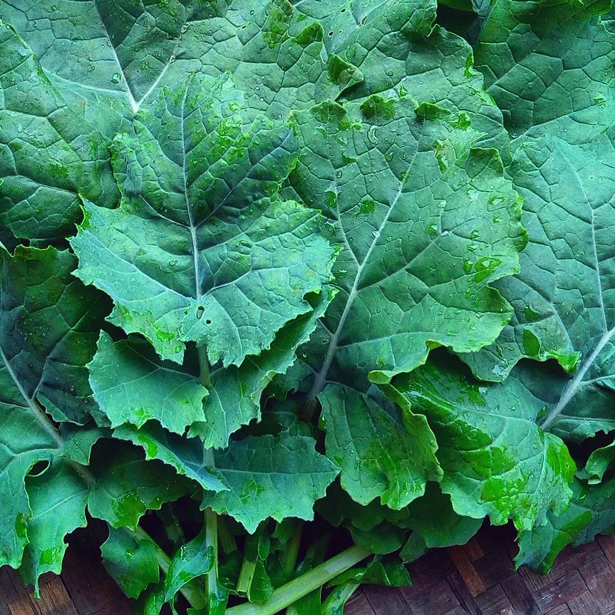 Kale, Siberian White