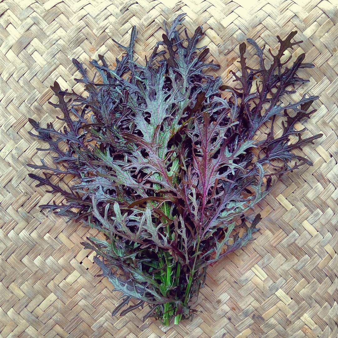 Mustard, Purple Frilled