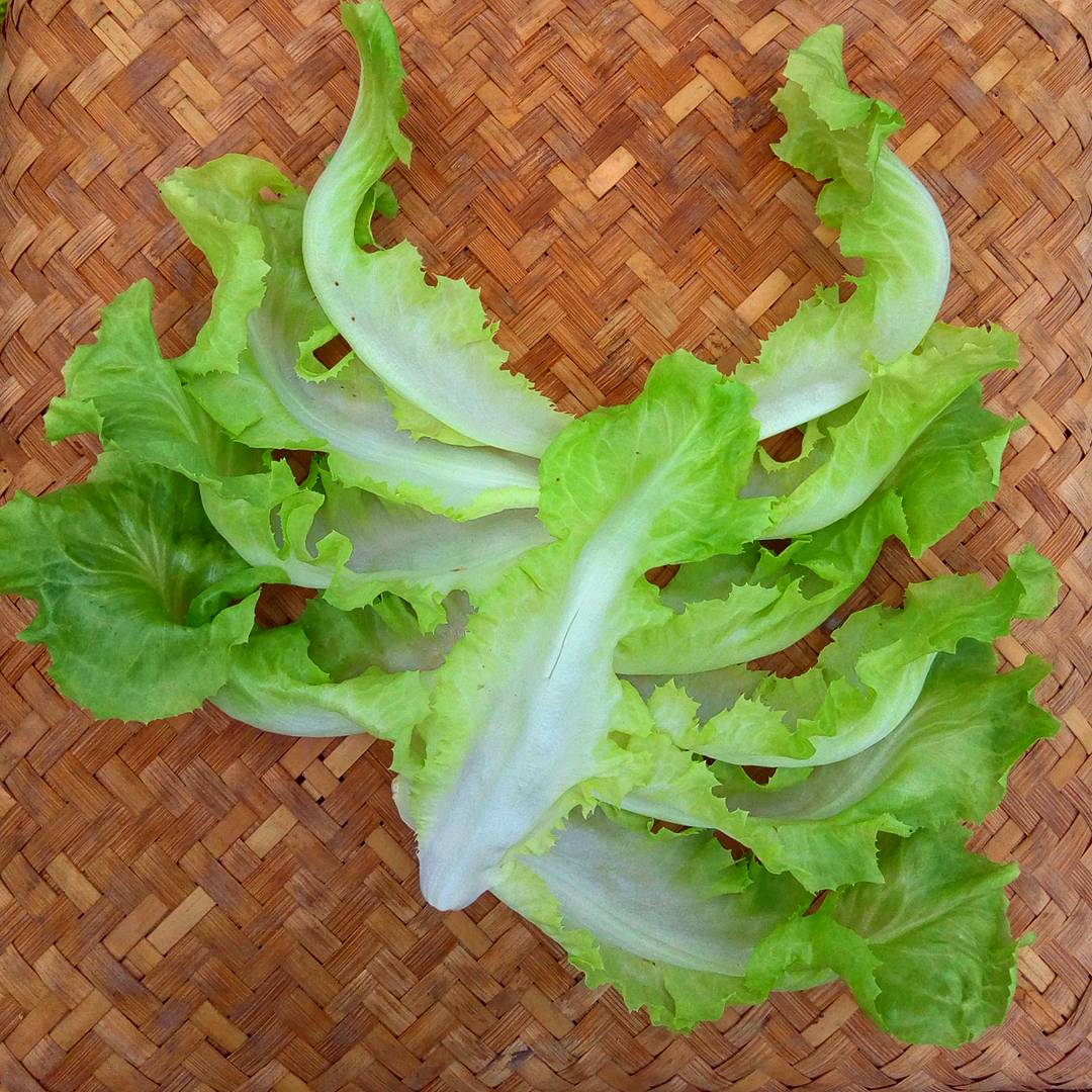 Chicory - Escarole