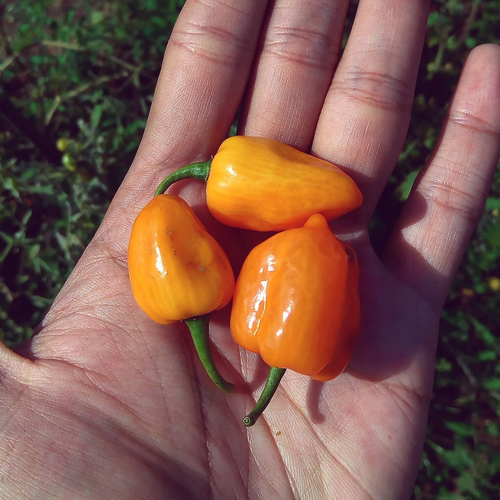 Chili, Mix of Peppers