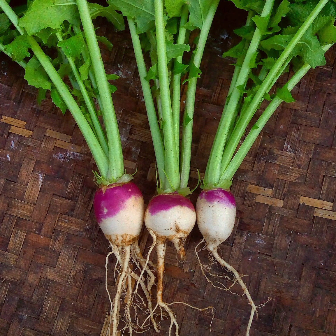 Turnip Sale